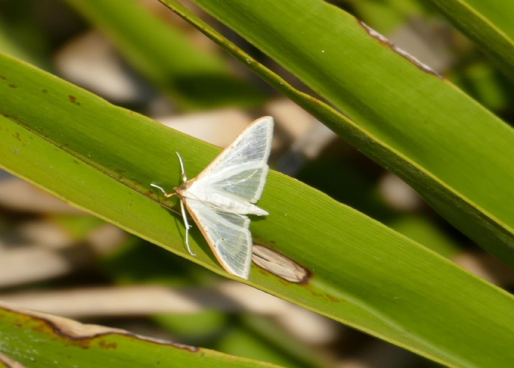 Aiuto identificazione falena